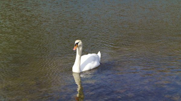 Cisnes Neuer Teich Dresde