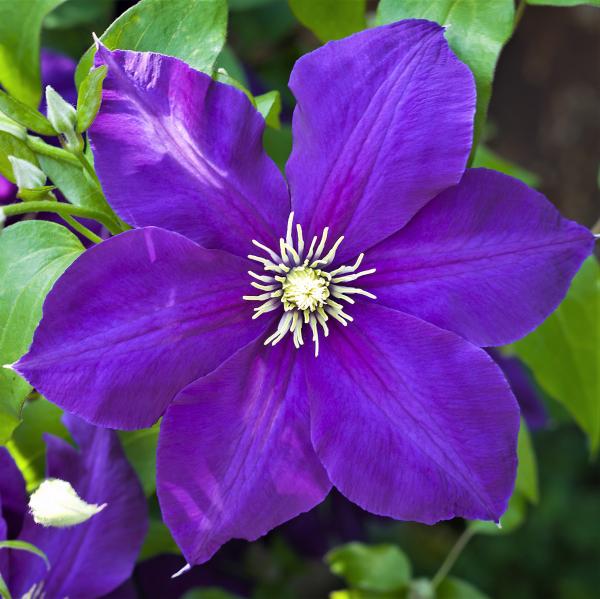 Purple Clematis