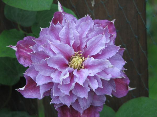 Clematis Close up