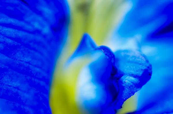 Close up flower petals