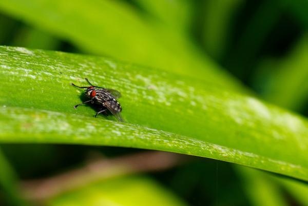 Close Up Focus Photo of a Grey and Black Fly on Green Leaf