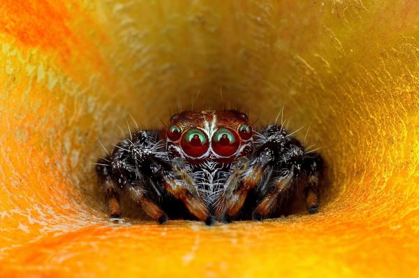 Close up jumper