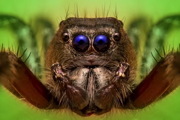 Close up jumping spider