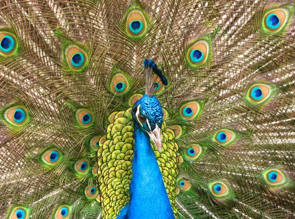 Close-up of a colorful peacock