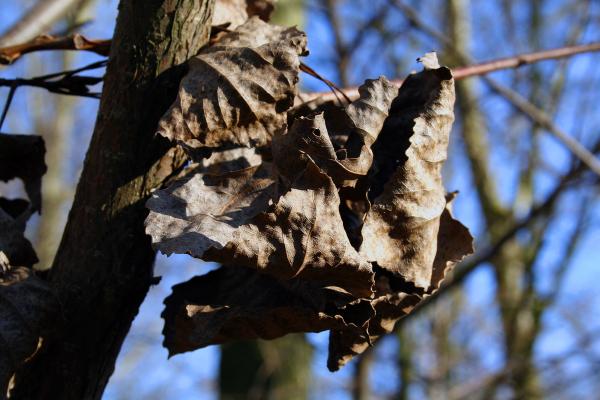 Close up of a leaf in a tree