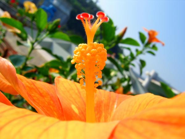 Close Up of a Rose Mallow