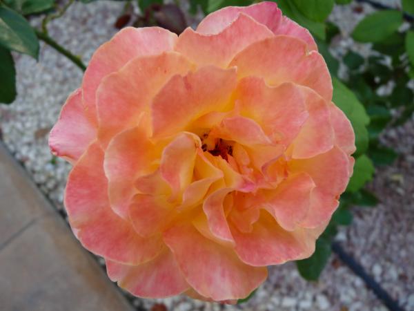 Close-up of a rose