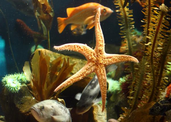 Close-up of a starfish under water