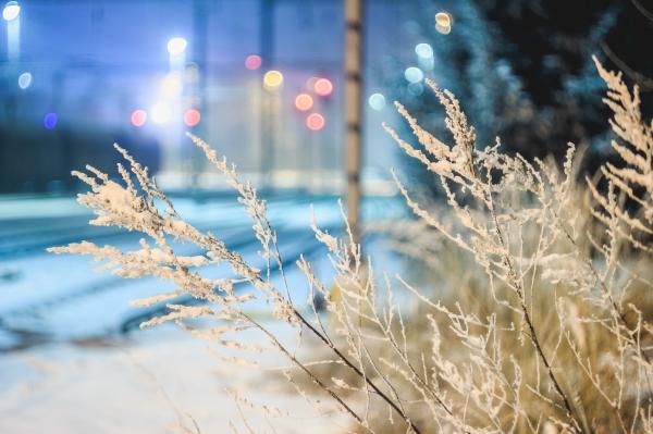 Close-up of Frozen Plants at Night