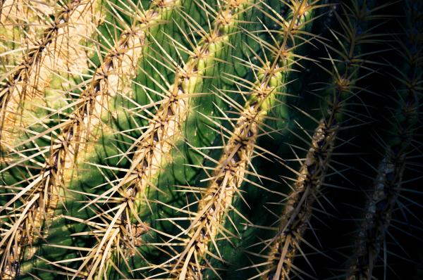 Close up of globe shaped cactus