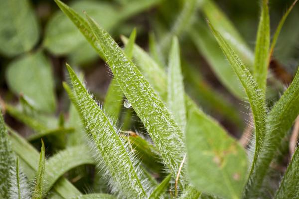 Close up of grass blades