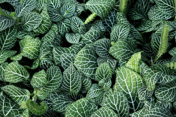 Close-up of green leaves