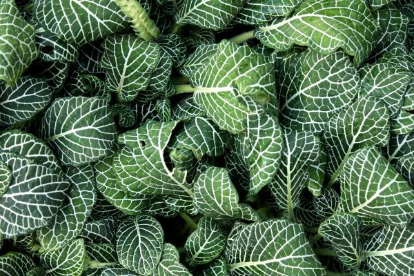 Close-up of green leaves