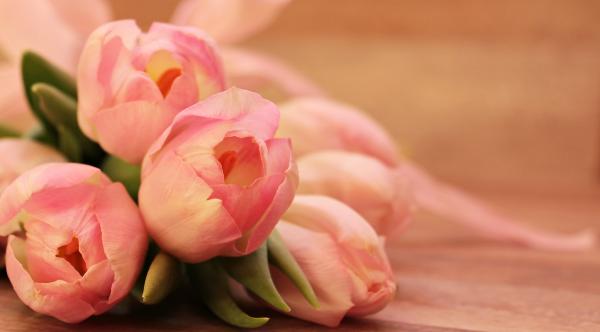 Close-up of Pink Flowers