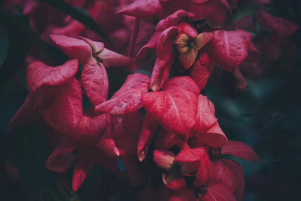 Close-up of Red Flowers