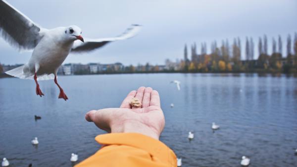 Seagull
