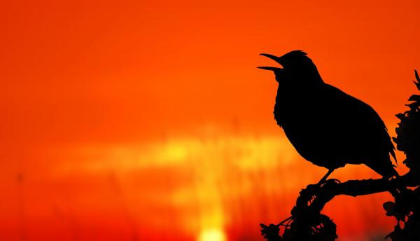 Close-up of Silhouette Bird Perching on Orange Sunset