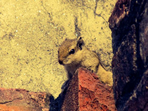 Close-up of Squirrel