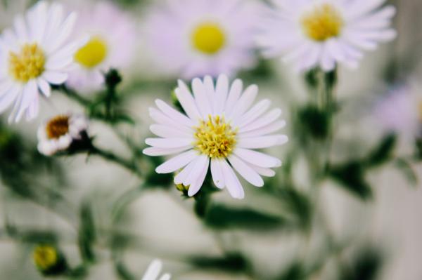 Close-up of White Flowers