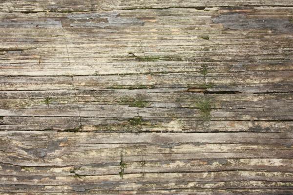 Close-up of wood grain with moss