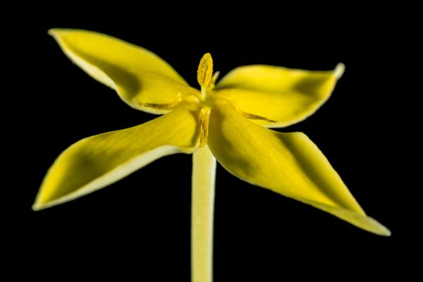Close Up Photo 4 Petaled Flower