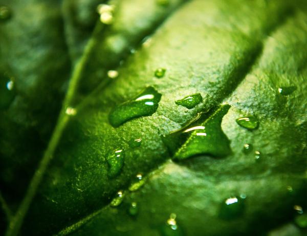 Close Up Photo a Water Moist Green Leaf