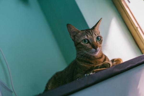 Close-up Photo of a Cat