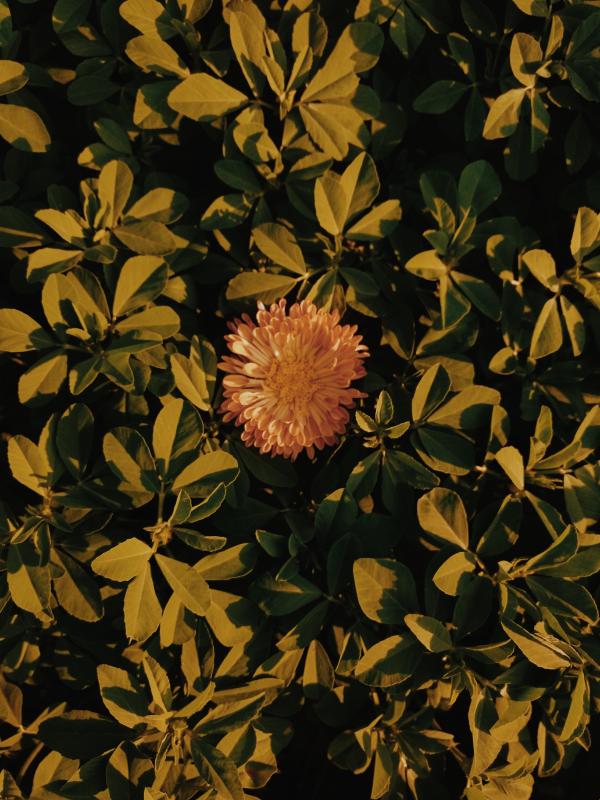 Close-up Photo of a Flowerr