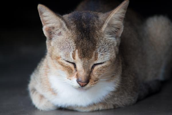 Close-Up Photo of Brown Tabby Cat