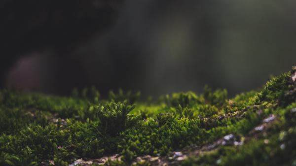 Close-up Photo of Grass