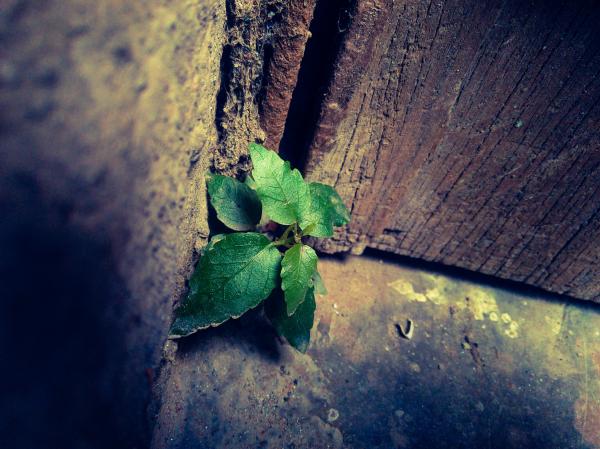Close-up Photo Of Green Leafy Plant