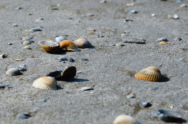 Close-up Photo of Seashells