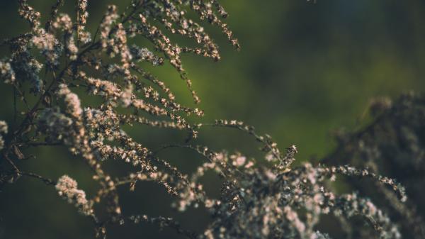 Close Up Photo of Tree Branches