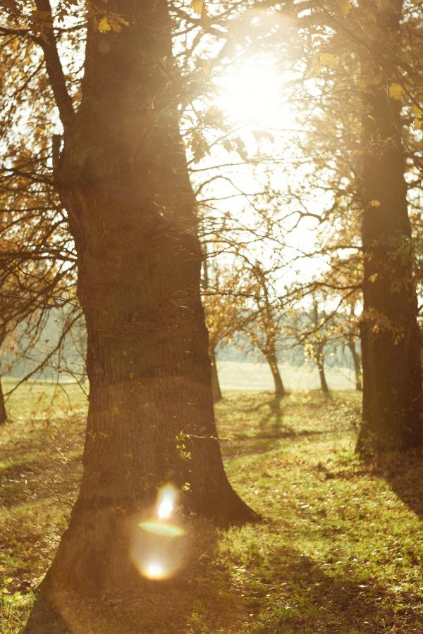 Close-up Photo of Tree Trunks