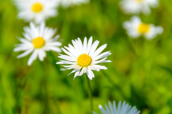 Close Up Photo of White Petal Flower