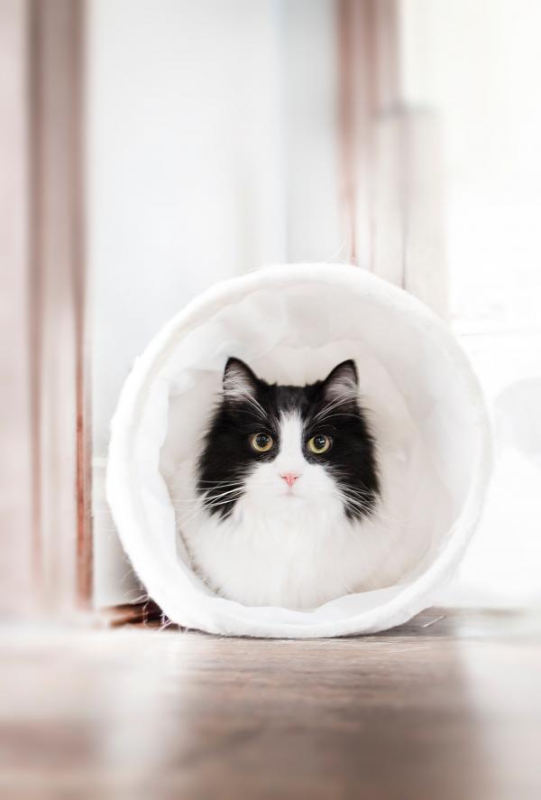 Close-up Photography of Cat