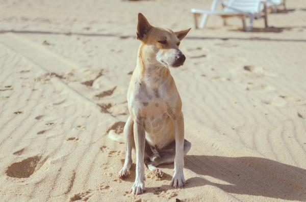 Close-up Photography of Dog