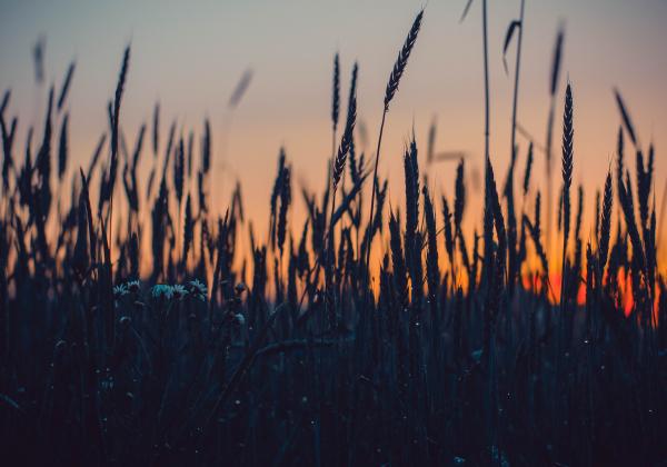 Close-up Photography of Grass