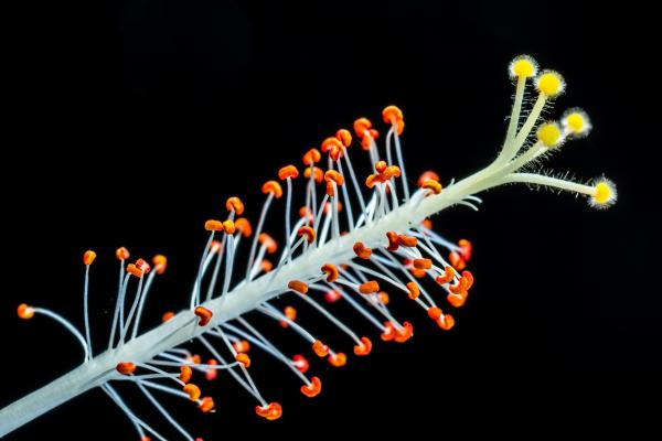 Close Up Photography of Hibiscus Flower