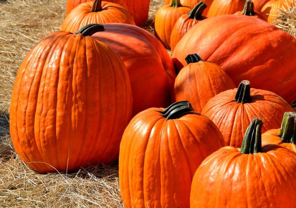 Close Up Photography of Pumpkins