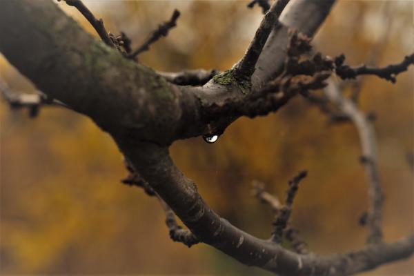 Close-Up Photography of Tree Branches