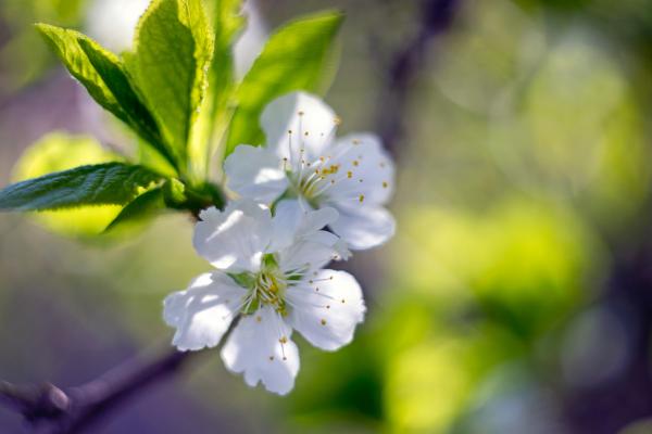 Close-Up Photography of White Flowers