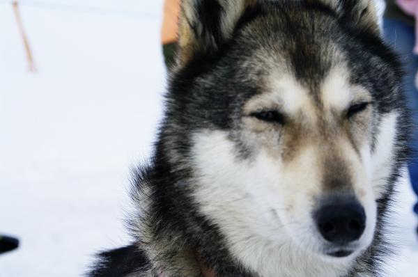 Close up with a grey husky