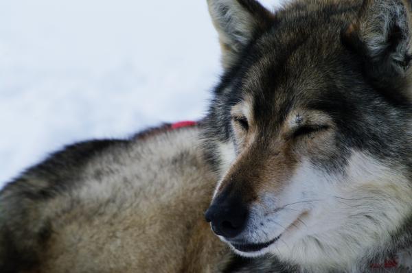 Close up with a grey husky