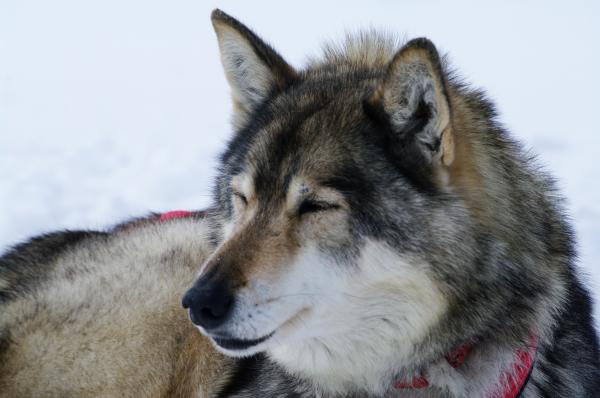 Close up with a grey husky