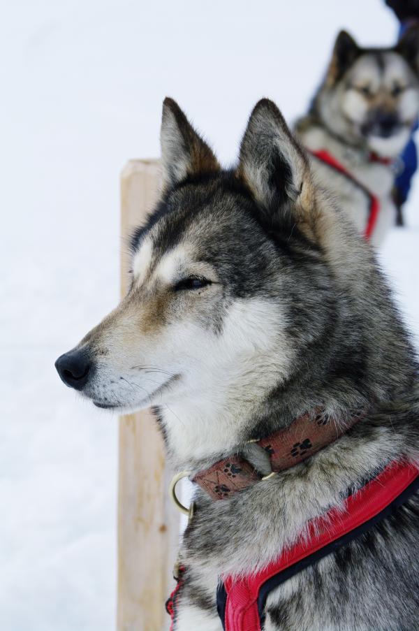 Close up with a grey husky