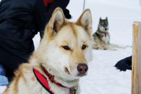 Close up with a husky