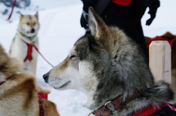 Close up with a husky
