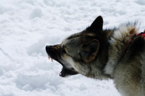 Close up with a husky