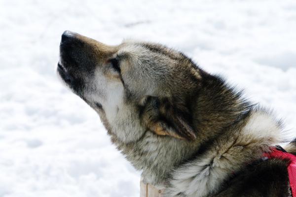 Close up with a husky